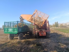 برداشت چغندرقند از مزارع ایستگاه تحقیقات کشاورزی خوی آغاز شد