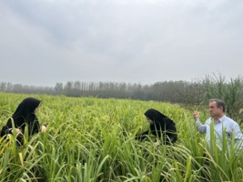 ردیابی عوامل خسارت‌زای گیاهی در کشت دوم در دهستان هندخاله