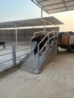 گاومیش اصلاح شده خوزستان به عرصه تولید رسید