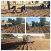 کشت باقلا توسط هنرجویان هنرستان کشاورزی سرپل‌ذهاب