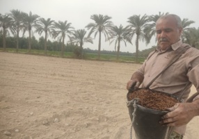 اجرای دو طرح علمی برای بهبود تولید گندم