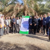 تیمار درختان نخل آلوده به سرخرطومی حنایی خرما