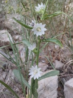 کشف گونه‌ای جدید از گیاهان آوندی توسط پژوهشگر کرمانشاهی