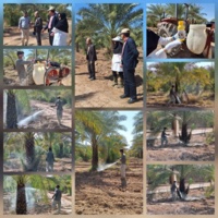 آغاز عملیات مبارزه با آفات نخیلات در نخلستان ستاد پژوهشکده خرما و میوه‌های گرمسیری