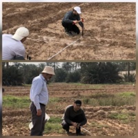 اتمام مراحل نقشه‌برداری و میخ‌کوبی برای ساماندهی و توسعه ذخایر ژنتیکی خرمای کشور در اهواز