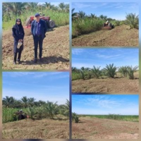 پاکسازی و حذف علف‌های هرز نی از سطح نخلستان در قطعه کشت متراکم پژوهشکده خرما و میوه‌های گرمسیری