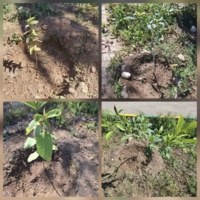 کاشت نهال میوه های گرمسیری در محوطه ستاد پژوهشکده