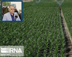 اقتصاد مقاومتی با تولید ارقام مقاوم زراعی در برابر تغییرات اقلیمی در کشور