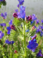 نجات گونه اندمیک و در معرض انقراض "گاوزبان خوزستانی" در بانک ژن منابع طبیعی