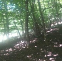 جنگل‌های هیرکانی در امان از آفات