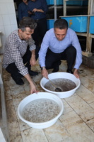 بیش از ۱۵ هزار لارو ماهی شیپ نسل اول به بخش اجرا تحویل شد