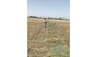 ارزیابی سازگاری ارقام مختلف تریتیکاله در راستای تأمین امنیت علوفه‌ای کشور