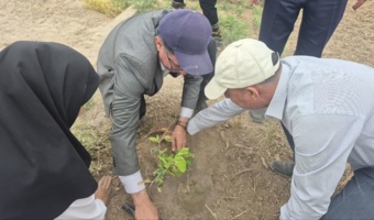 کشت 50 اصله کنار پیوندی در ستاد پژوهشکده خرما و میوه‌های گرمسیری با مشارکت مدیریت باغبانی سازمان جهادکشاورزی