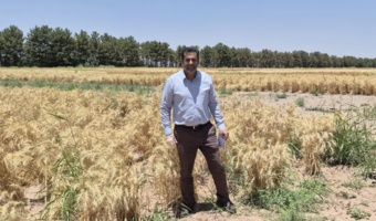 بازدید میدانی از مزارع بذور پرورشی و هزارخوشه ایستگاه تحقیقات شهید زنده‌روح