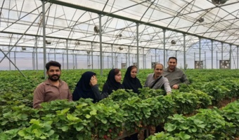 برنامه مشترک مرکز تحقیقات و جهاد کشاورزی خوزستان برای تولید «توت‌فرنگی گواهی‌شده» در قطب‌های گلخانه‌ای شرق استان