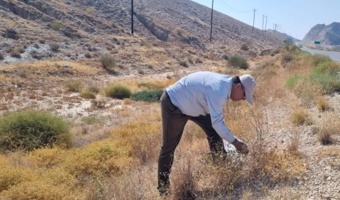 تلاش پژوهشگران مرکز تحقیقات بوشهر برای تکثیر گیاهان خوش‌خوراک مرتعی