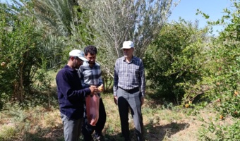 بازدید میدانی محققان مرکز شاهرود از مزارع گوجه‌فرنگی و باغات خرما و انار منطقه طرود