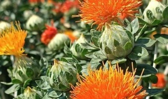 برداشت موفق «گلرنگ» همزمان با پایان فصل گندم و کلزا برای نخستین بار در ایران