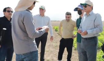 نسخه شفابخش «زنبور براکون» علیه آفت کارادرینا