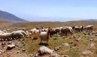 پتانسیل افزایش ۲۵ درصدی درآمد عشایر با بهینه‌سازی پرورش گوسفند مغانی