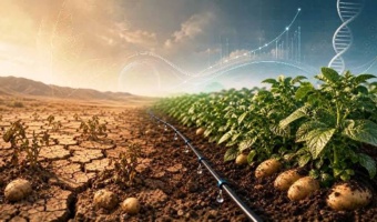 الگوی تات برای تولید پایدار سیب‌زمینی در شرایط تنش آبی تدوین شد
