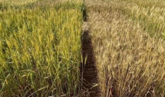 رئیس بخش تحقیقات غلات مؤسسه تحقیقات اصلاح و تهیه نهال و بذر در گفت‌وگو با ایانا بیان کرد: