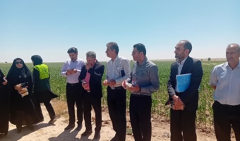 پیوند پژوهش و تولید در مزارع الگویی دهلران