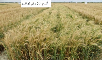 معرفی رقم جدید گندم نان آبی «ذوالقدر»