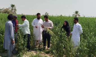 بازدید از مزارع کنجد ایرانشهر دارای علائم پژمردگی
