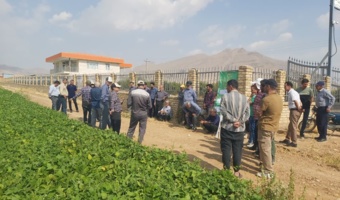 برگزاری کارگاه آموزشی کشت ردیفی لوبیا با آبیاری تیپ در شهرستان شازند