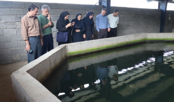 روز مزرعه «اصول موفقیت در تکثیر ماهیان خاویاری» در گیلان برگزار شد