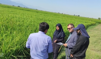 ارزیابی میدانی ۱۸ رقم و لاین برنج و بررسی راهکارهای مقابله با ورس در علی‌آباد کتول
