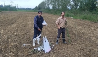 کلزا در شالیزارهای گیلان