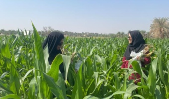 بازدید محققان گیاه‌پزشکی مرکز تحقیقات بلوچستان از مزارع ذرت منطقه پشت رودخانه ایرانشهر