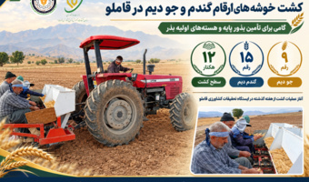 کشت خوشه‌های ۲۴ رقم گندم و جو دیم در ایستگاه تحقیقات کشاورزی قاملو
