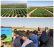 کاشت گیاه سالیکورنیا با هدف تنوع‌بخشی به محصولات کشاورزی و استفاده از منابع آب بسیار شور برای تولید علوفه و دانه روغنی