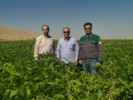 پیشرفت مطلوب مزارع سویا در سرپل ذهاب با هدف توسعه کشت و افزایش تنوع محصولات