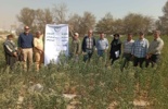 برگزاری روز مزرعه کینوا در شهر قدس