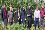 دشمن پنهان مزارع ذرت در قزوین رصد شد