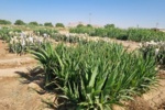 ناجی دامپروری ایران