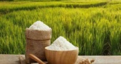 اهمیت استفاده از بذور گواهیشده برنج راهی به سوی کشاورزی پایدار