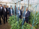 بازدید معاون وزیر و رئیس سازمان تحقیقات، آموزش و ترویج کشاورزی از گلخانه تولید بذر هیبرید فلفل در مرکز تحقیقات و آموزش کشاورزی جنوب کرمان