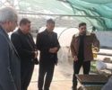 بازدید رئیس مؤسسه تحقیقات ثبت و گواهی بذر و نهال از ایستگاه کهریز و نهالستان‌های مرکز تحقیقات کشاورزی آذربایجان غربی