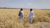 بازدید از مزارع بذری گندم پیش از برداشت