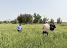توصیه به مدیریت کنترل رطوبت مزارع در پایش میدانی مزارع گندم شهرستان دزفول