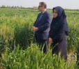 بازدید از مزارع تولید هسته‌های بذری ایستگاه عراقی محله با حضور رئیس و معاون پژوهشی مرکز تحقیقات و آموزش کشاورزی گلستان