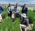 بازدید رئیس مؤسسه تحقیقات اصلاح و تهیه نهال و بذر از ارقام جدید جو آبی و دو رگ گیری این محصول
