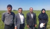 بازدید معاون پژوهشی و کمیته فنی بخش تحقیقات زراعی و باغی مرکز تحقیقات و آموزش کشاورزی گلستان از مزارع تولید بذر و آزمایشات ایستگاه عراقی‌محله