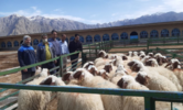 توزیع ۴۳ رأس گوسفند سنجابی در استان کرمانشاه برای حفظ و توسعه نژاد بومی