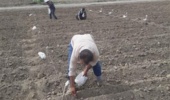 آغاز آزمایشات مقدماتی ارزیابی ۸۴ ژنوتیپ لوبیا سبز در برنامه‌های به‌نژادی کشور